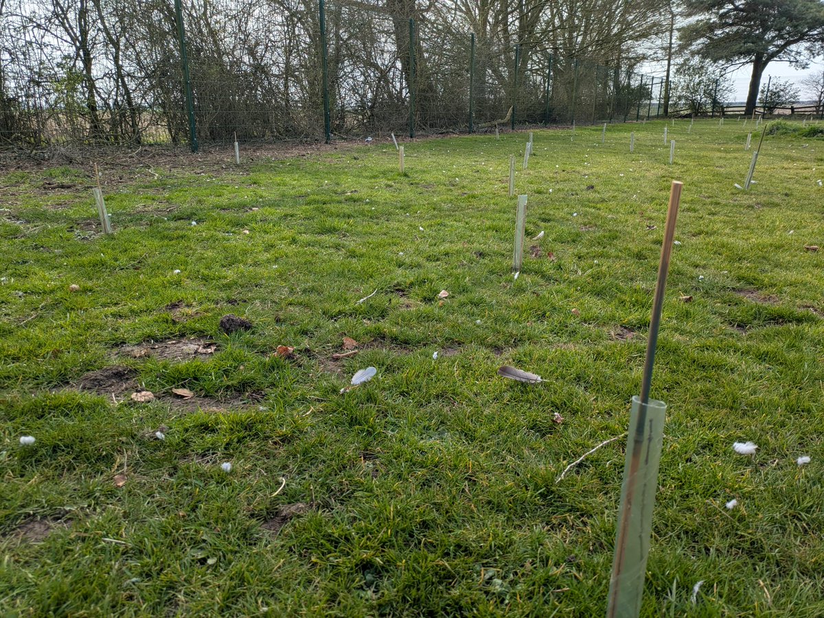 Spring has certainly sprung at Amber Hill. Recently we have been planting over 200 native trees donated from the Woodland trust.🌼