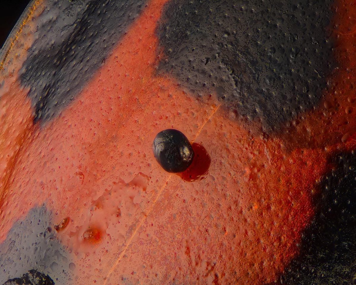 A couple years ago I liked to put a micrometeorite on anything I could. For some reason I put it on a ladybug :)