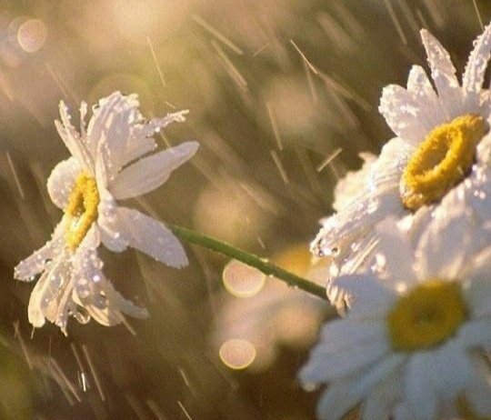 BardCumberland's tweet image. #WorldPoetryDay 

sunshine then showers
echo my emotions
sunshine then showers

bardofcumberland.com/poetry/
#senryu #poetry #poetrylovers