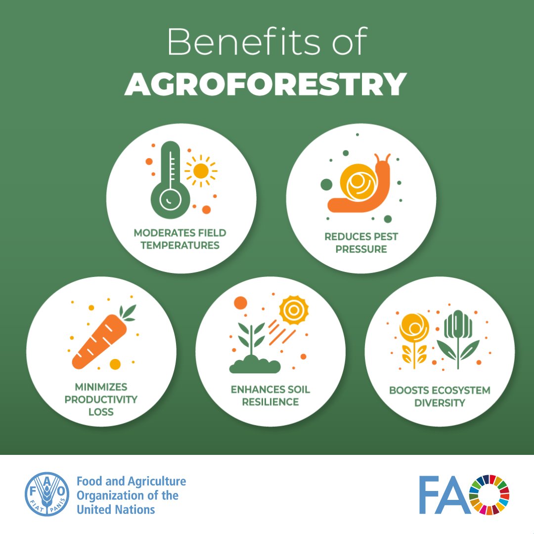 As we celebrate the vital role of #forests in food security, discover how agroforestry offers sustainable and timeless solutions.

Dive into this latest #SAGA2 publication to learn more.

👉 bit.ly/4jXCvVs

#ForestDay #ClimateAction