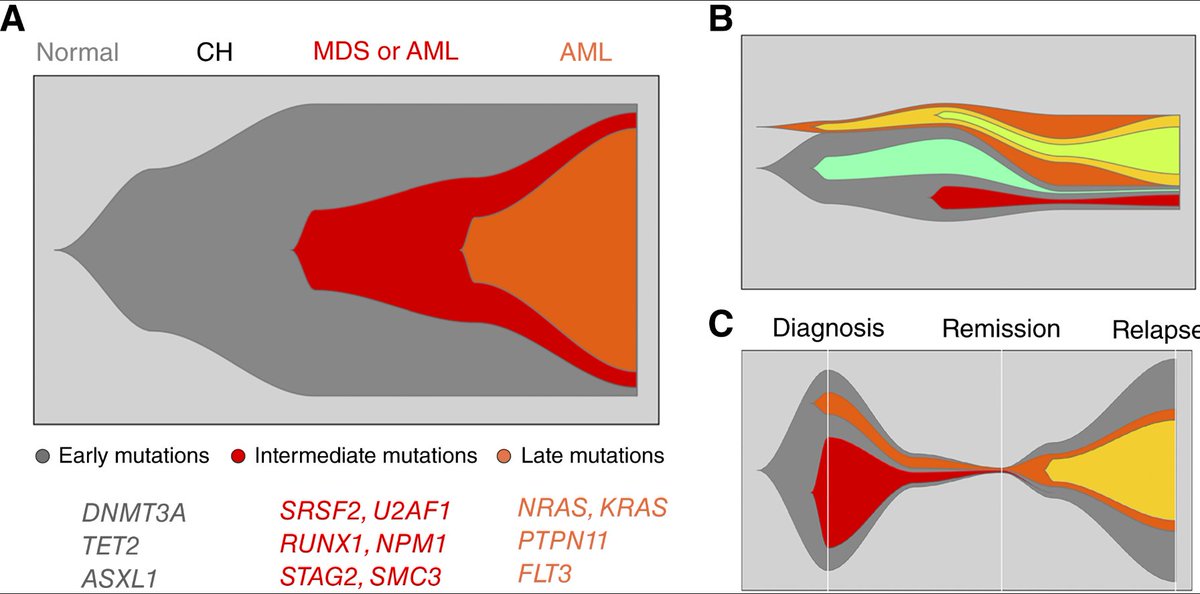 ManelEsteller's tweet image. Great review by @FrancoIzzo85 and @PapapetrouMDPhD  from @TischCancer @IcahnMountSinai in Blood Cancer Discovery @BCD_AACR @AACR : 
The Crossroads of #Clonal Evolution, Differentiation Hierarchy, and Ontogeny in #Leukemia Development aacrjournals.org/bloodcancerdis…