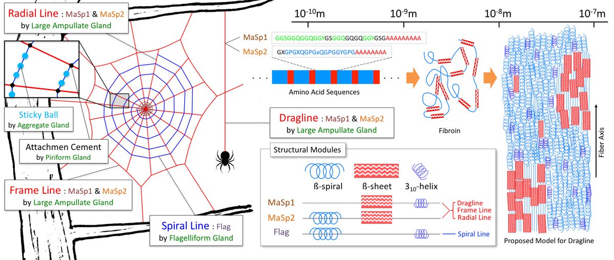 1/ 🕸 Spiders are basically nature’s protein material R&amp;D department. Everyone thinks of Spider-Man when they hear “spider silk,” but real spiders are way cooler. They don’t just make one silk—they make a toolkit of specialized silks, evolved for different jobs.🧵👇