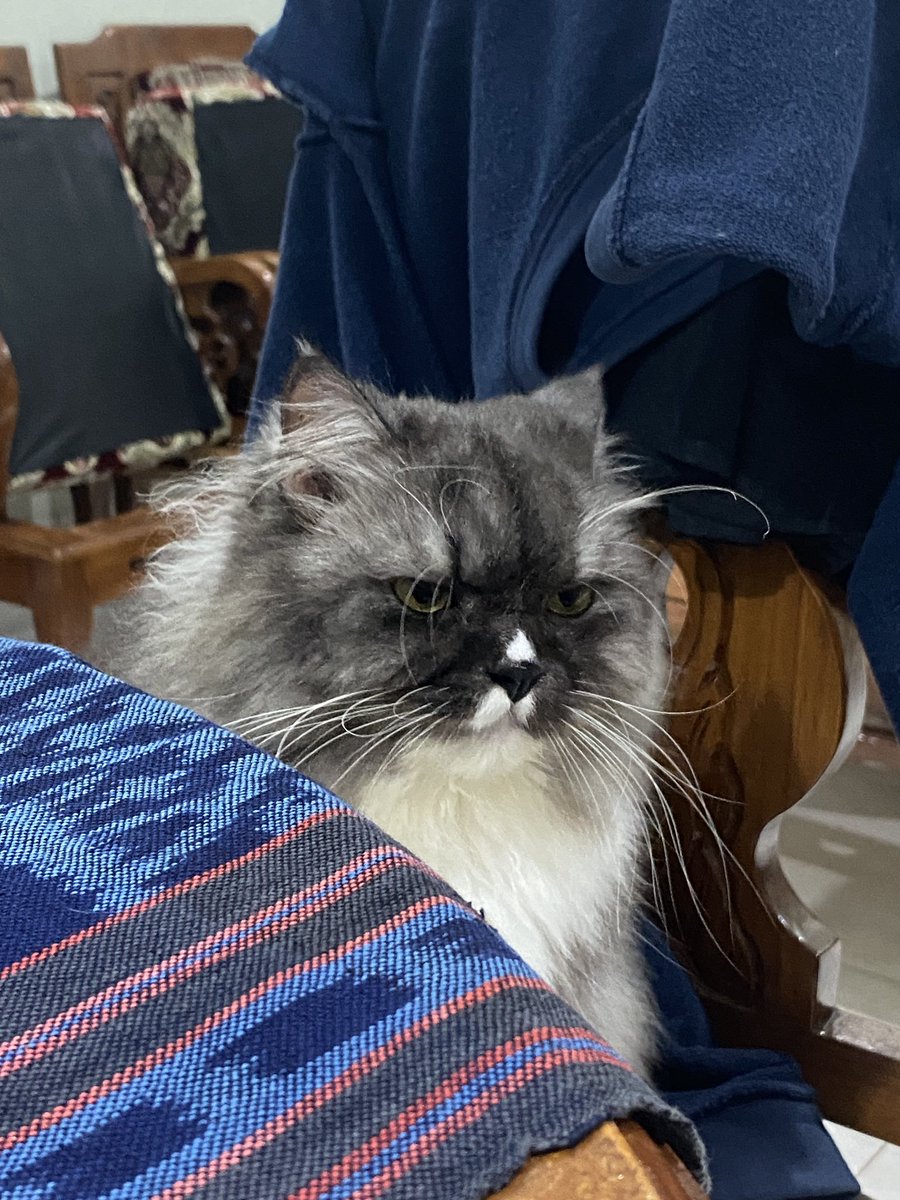 bumikucing's tweet photo. Menunggu dikasih makan https://t.co/WoeuYKTpCc