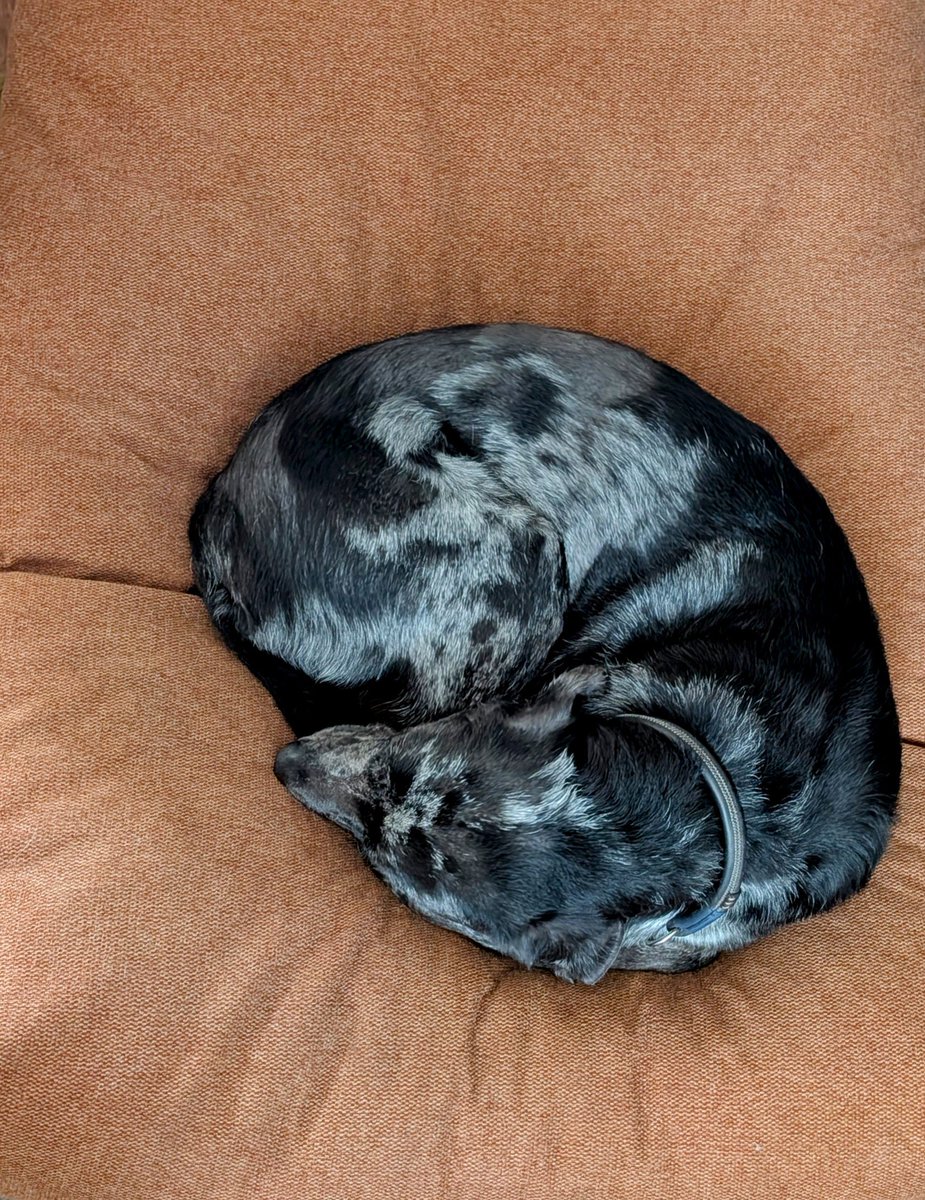 Scheint ein harter Job zu sein als #homeofficedog #bürohund