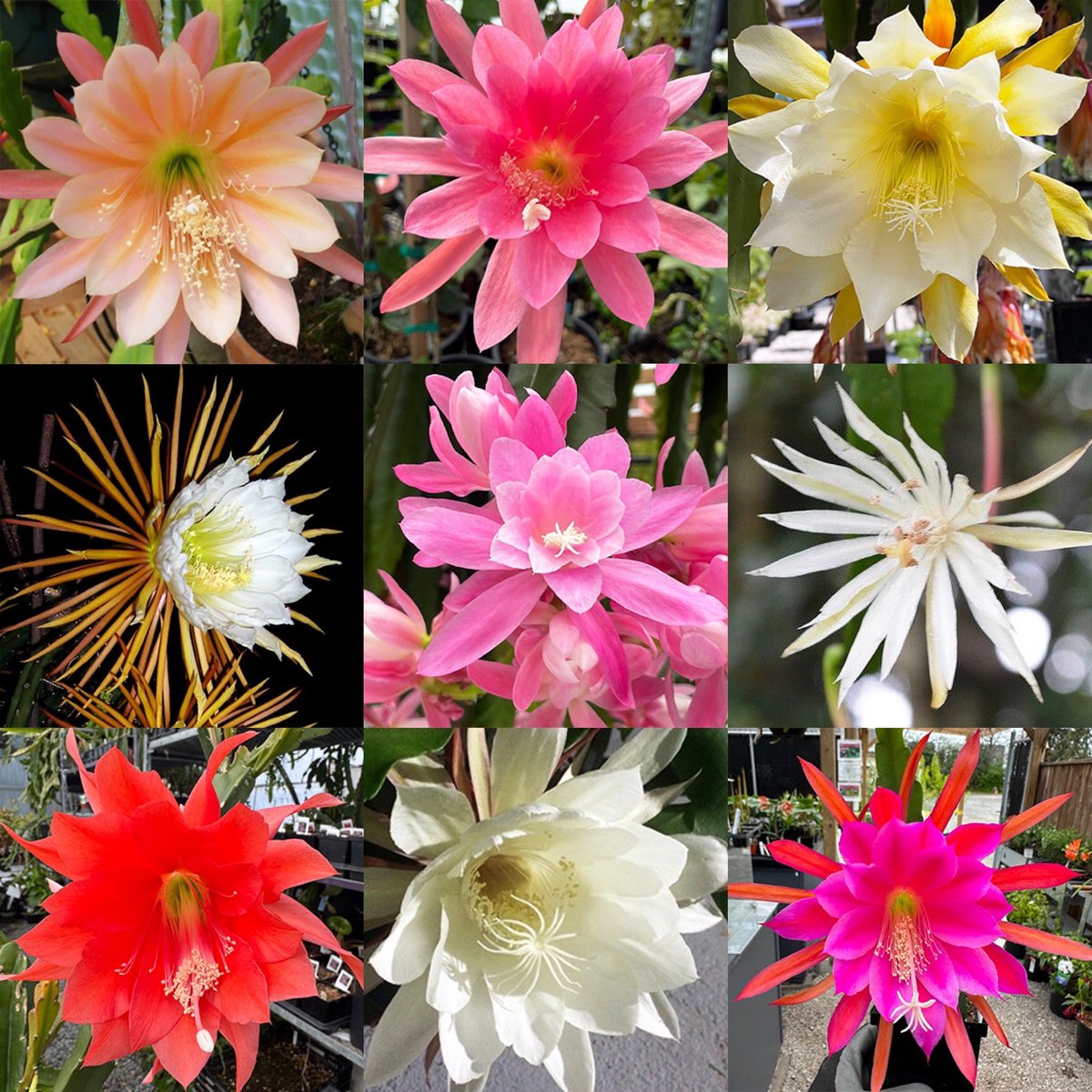 PhoenixPer's tweet image. LAUNCHED! 25 Different Orchid Cactus! Easy #houseplants with exotic flowers. Order now from our #Houseplant section for pick-up or Canada-wide shipping.

#Epiphyllum #Disocactus
#houseplantlove #indoorplants #indoorplant #orchidcactus #indoorplantsofinstagram #plantsofinstagram