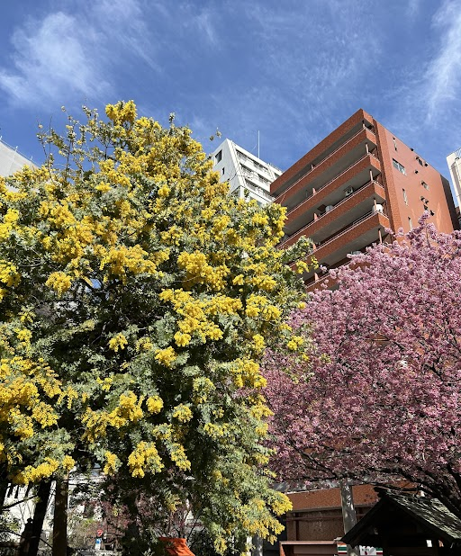 henhotel_asksbs's tweet photo. みなさまおはようございます！変なホテル東京浅草橋でございます。

本日は蔵前神社の桜とミモザをお届けします🌸
当ホテルから徒歩20分ほどの場所にある蔵前神社では桜とミモザが見ごろとなっております。
桜が散る前に、ぜひ皆さまお立ち寄りくださいませ。
#変なホテル東京浅草橋 https://t.co/Q3crjGe24U
