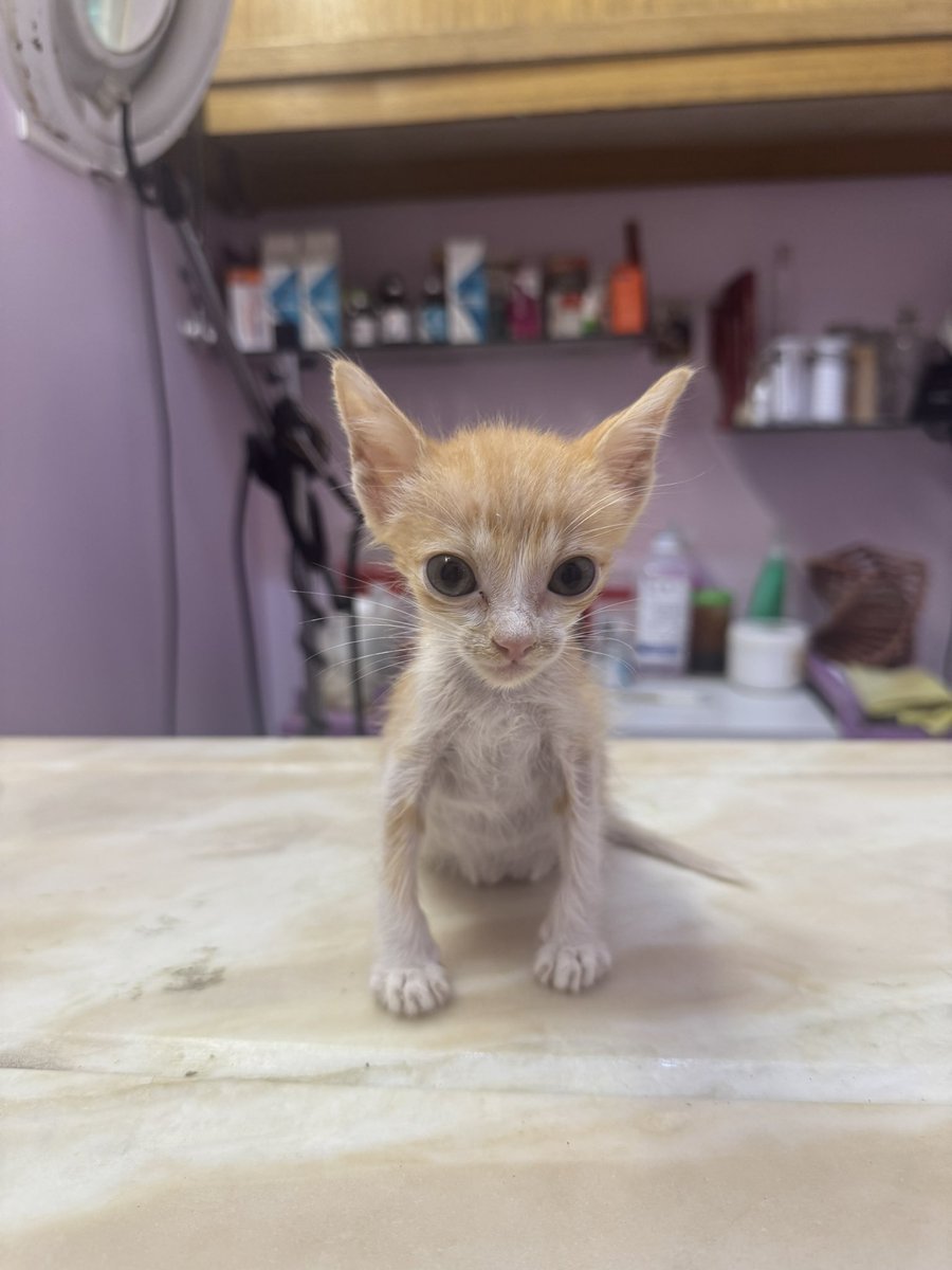 lagarzasosa_'s tweet photo. Acá en el veterinario por qué no hago caca 😬 https://t.co/PTdxuQn3G3