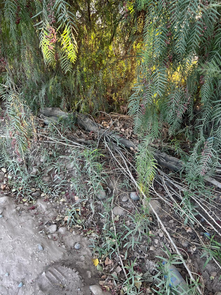 andreesbarros's tweet photo. @MaipuMunicipio
@MatiasStevanato
@LVDiez
@radiomitremza
@LosAndesDiario
@diariouno 
@MendozaPost 
Asi se encuentra hoy en dia la calle Pasaje Scaramella en Maipú, nadie se hace cargo, cada vez que llueve la calle se vuelve intransitable, autos con cubiertas pinchadas.. https://t.co/Gd0W1mfCds