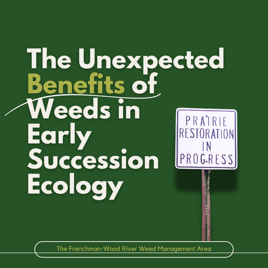 FWRWMA's tweet photo. What?! Some weeds (not all!) can actually play a beneficial role in early succession ecosystems. They help stabilize the soil, create habitat for insects, accumulate and disperse plant-available minerals, and eventually pave the way for native plants to thrive. https://t.co/jM6L886MR8