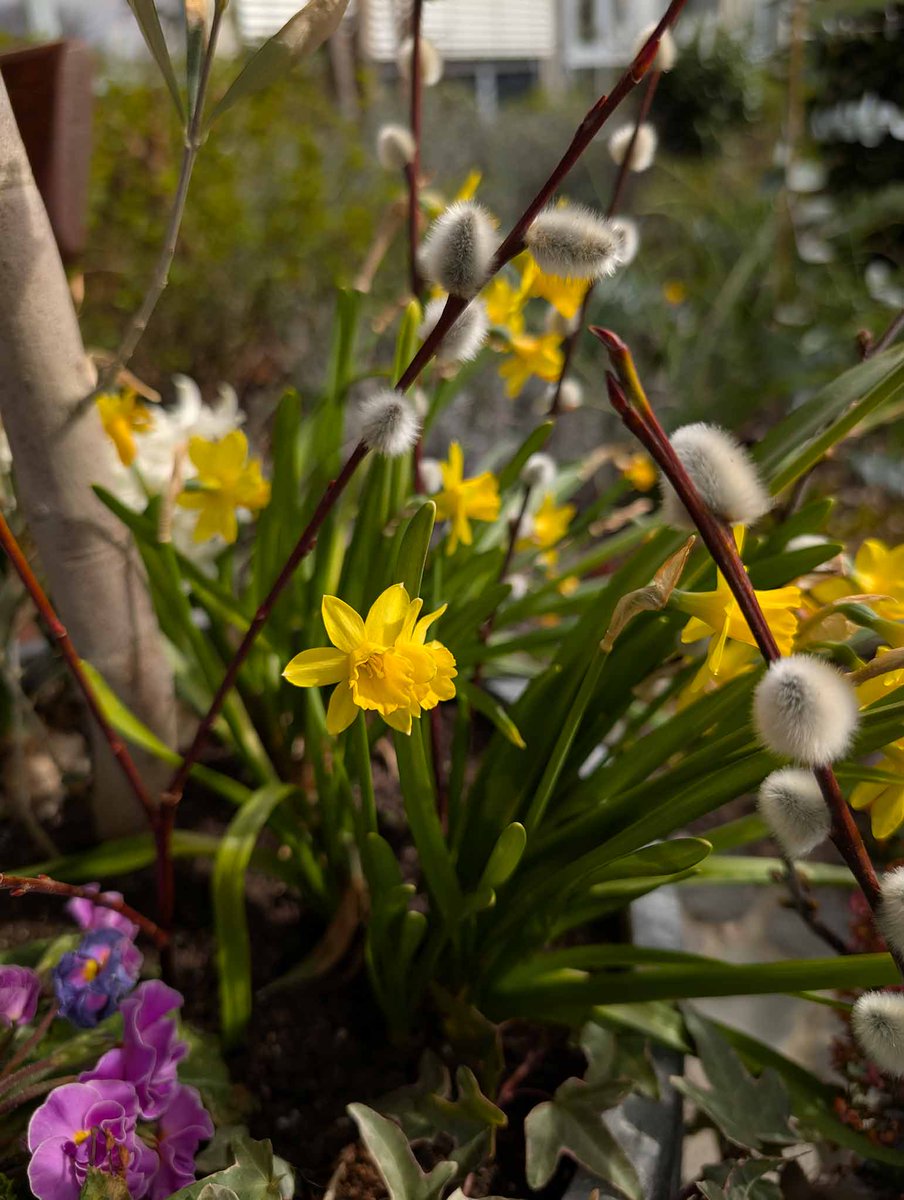 Das #TablettenTaxi sendet einen kleinen Blumengruß zum #Wochenende. #Saharastaub #Rheinhessen