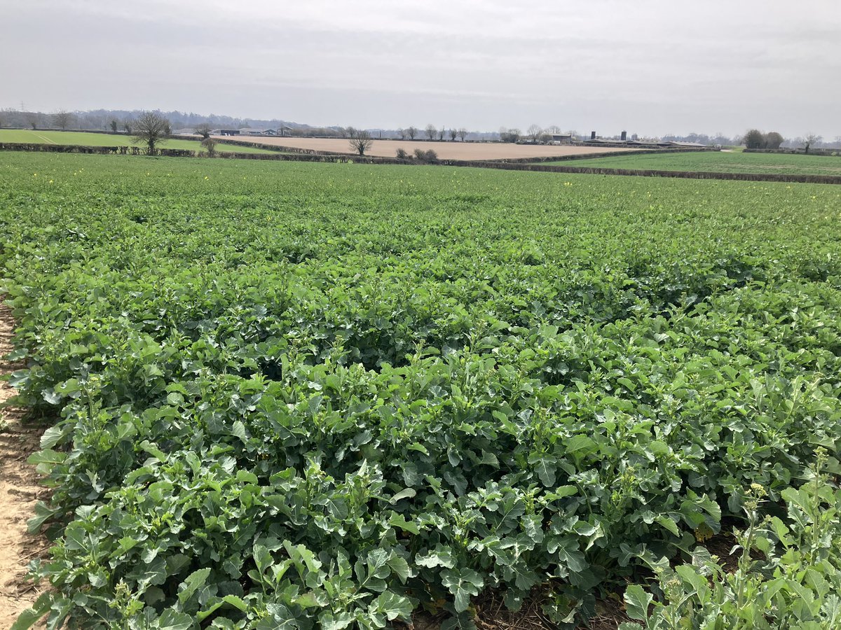 Colin Patrick tweet media