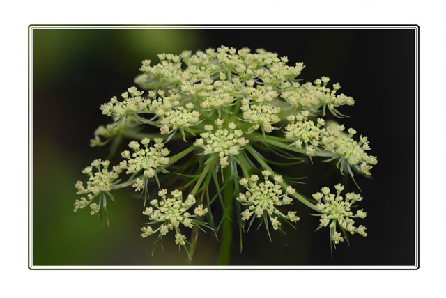 photos_dsmith's tweet photo. #Queen #Annes #Lace #flowers created by #wild #carrots. Shot near the @photos_dsmith #studio, these plants create a green and white #flower which is popular with #insects. #flowerphotography #flowerphotos #flowerpower #macrophotography #macrophoto #gardens #gardenphotography https://t.co/h9OvgExFnX