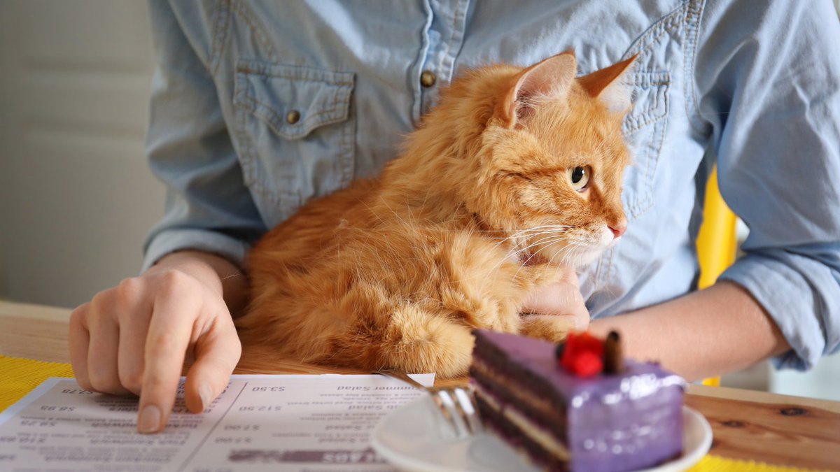 RSPCA (England & Wales) (@rspca_official) on Twitter photo Cat cafés may seem like a fun outing for cat lovers, but we don't believe it's possible to meet the welfare needs of cats in these environments ☕
Together with <a href="/CatsProtection/">Cats Protection</a>, we’re calling for a phase-out of cat cafés.
Find out why we're concerned: bit.ly/4hKZroR Cat cafés may seem like a fun outing for cat lovers, but we don't believe it's possible to meet the welfare needs of cats in these environments ☕
Together with <a href="/CatsProtection/">Cats Protection</a>, we’re calling for a phase-out of cat cafés.
Find out why we're concerned: bit.ly/4hKZroR