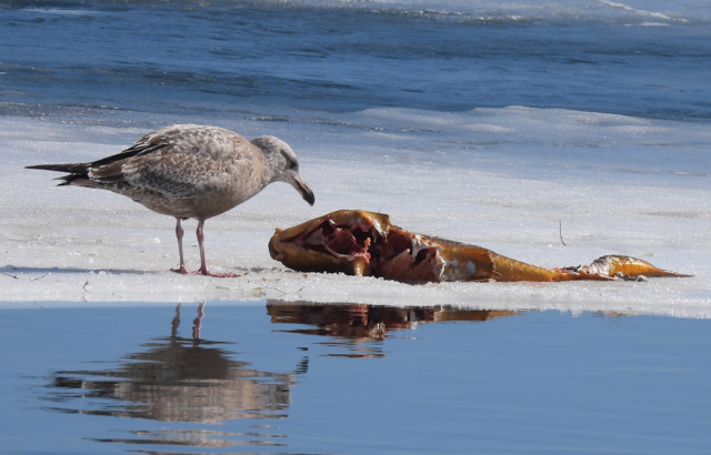 If you're out for a walk this weekend and notice dead fish in local wetlands, ponds, or along the lakeshore, don’t be alarmed! This is likely a natural occurrence known as a winter fish kill, which happens after long, harsh winters. 

Thick ice and heavy snow can block sunlight,