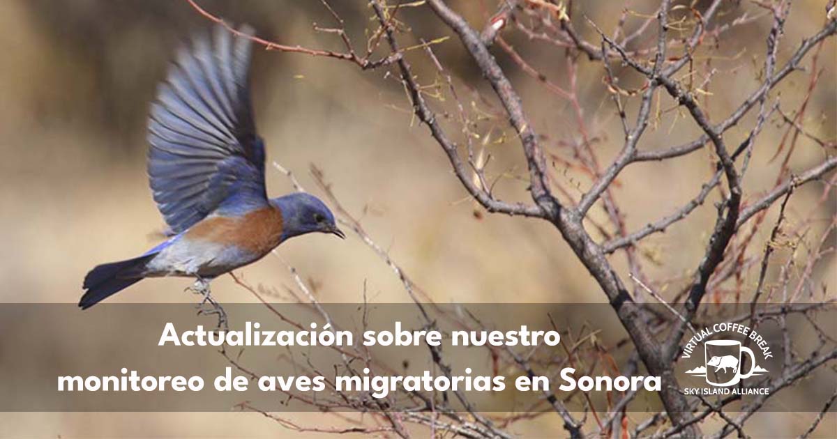 Acompáñanos el 1 de abril a las 9:30am para un Coffee Break virtual y conoce nuestro nuevo proyecto que conecta la conservación de #aves de pastizal con la ganadería regenerativa en #Sonora: ow.ly/xCLL50VlOkO.