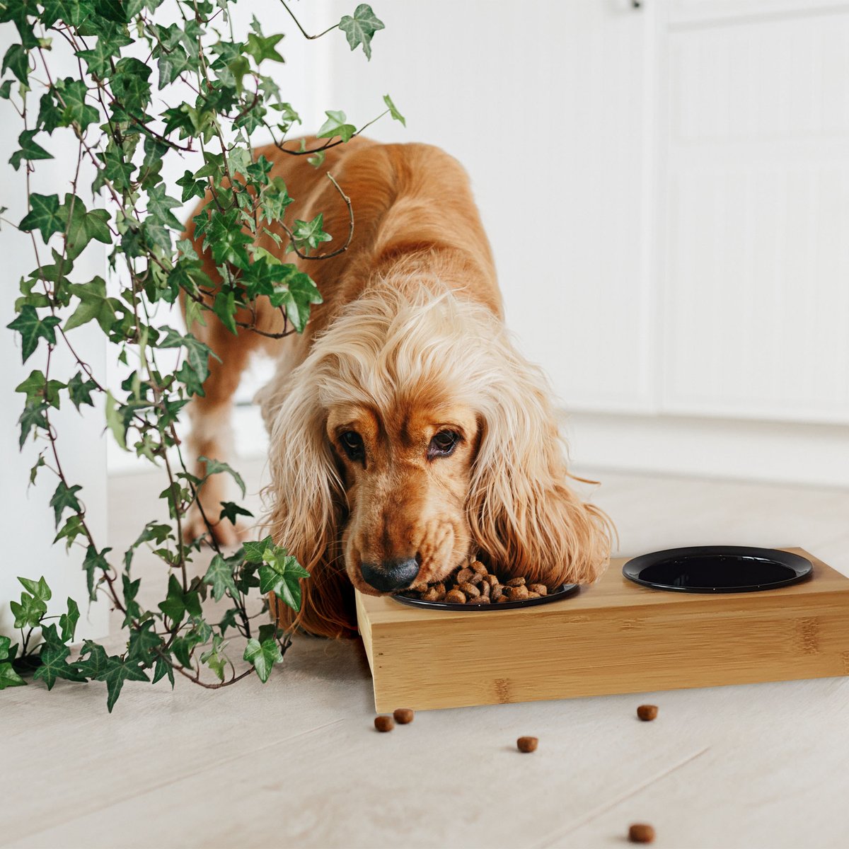 ParisPrix's tweet photo. Optez pour la praticité de cette double gamelle grâce à ces bols amovibles 🐶

➡ https://t.co/u46BUWXKzm

#PARISPRIX https://t.co/w5Qsz3FRYN
