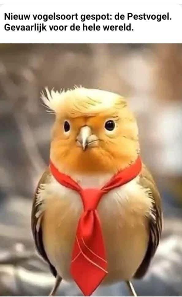 genova2's tweet image. Voor de vogelliefhebbers: een nieuwe vogel ontdekt. Schijnt heel roekeloos en gevaarlijk te zijn, dus voorzichtig benaderen.