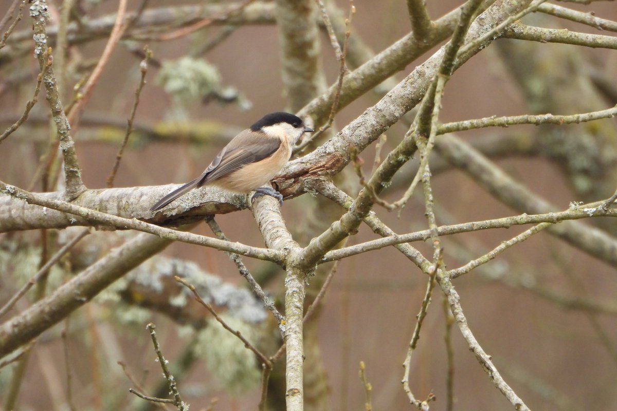 Paul Ralston tweet media