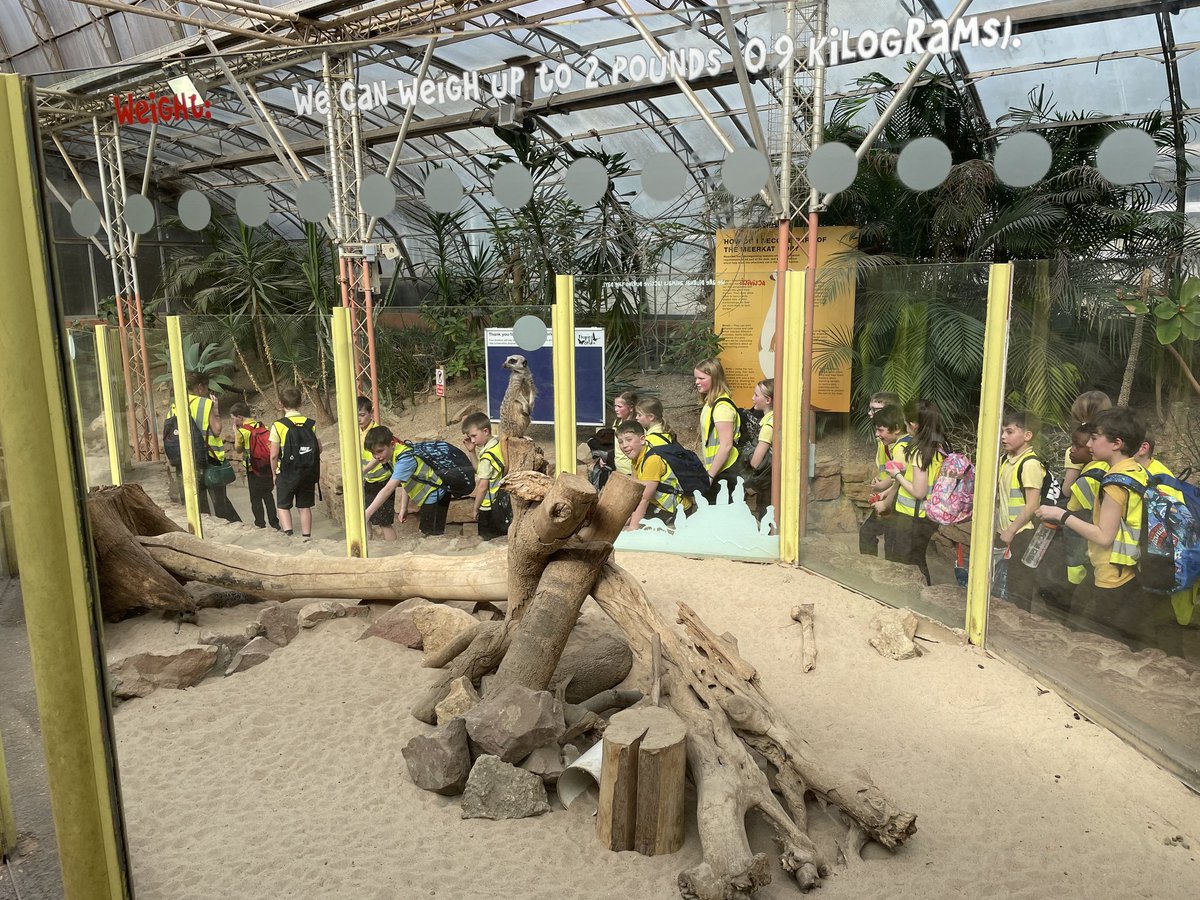 EastfieldPSHull's tweet image. 5JH had an incredible time at Tropical World, discovering  animals of the rainforest and desert. #epsscience #epsgeography
