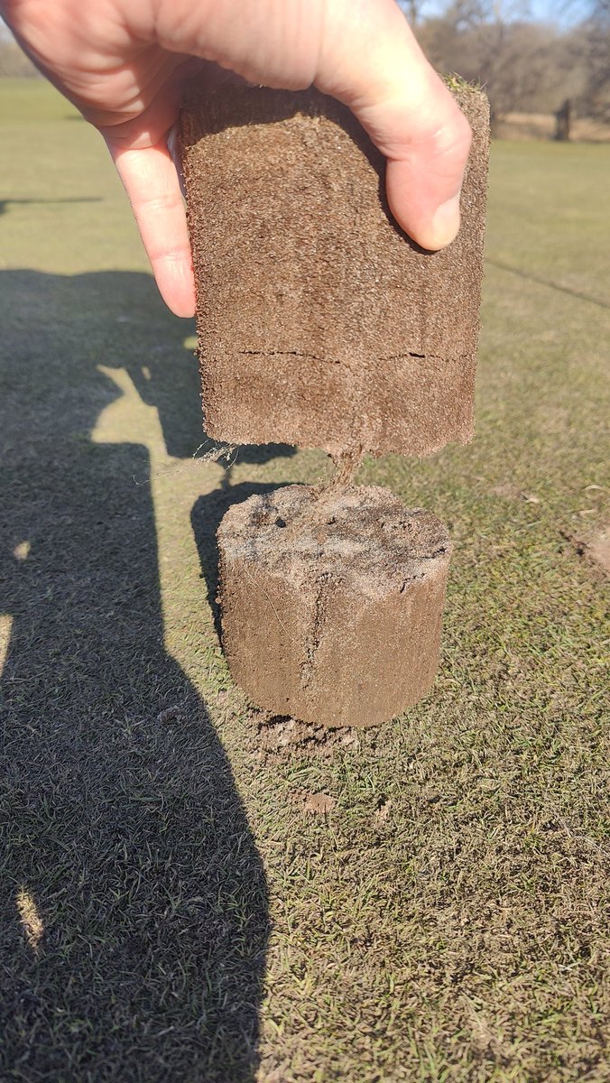 Recently, I've seen plenty of "show me your root profile" pics, so here is mine: good healthy profile coming out of winter. App 100yrs old pushup greens, sand/compost mix for 19yrs, with a short pure sand period causing root break. No fungicides since 2011. There is a way 👍