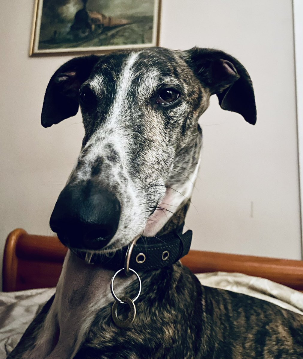 Ambassador Alfonso, Member of the House of Woofs (@akalordbimble) on Twitter photo *taps glass and coughs politely*
Ahem amigo’s I have an announcement. Today eees my birthday and I am 4 - you are all invited to my party 🥳🎉🎊
*lays out birthday caikey and bacon beer*
*waits for <a href="/HeidiBT3/">HeidiBT3 Lady caikey member of the house of woofs</a> to appear*
#BTPosse #birthdayboy *taps glass and coughs politely*
Ahem amigo’s I have an announcement. Today eees my birthday and I am 4 - you are all invited to my party 🥳🎉🎊
*lays out birthday caikey and bacon beer*
*waits for <a href="/HeidiBT3/">HeidiBT3 Lady caikey member of the house of woofs</a> to appear*
#BTPosse #birthdayboy