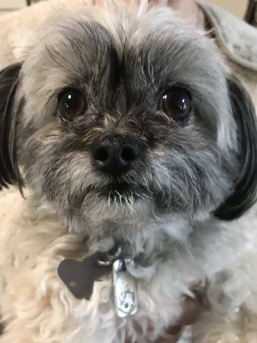 本日のトリミングで愛娘達のビフォーアフターが激しい❤️ 