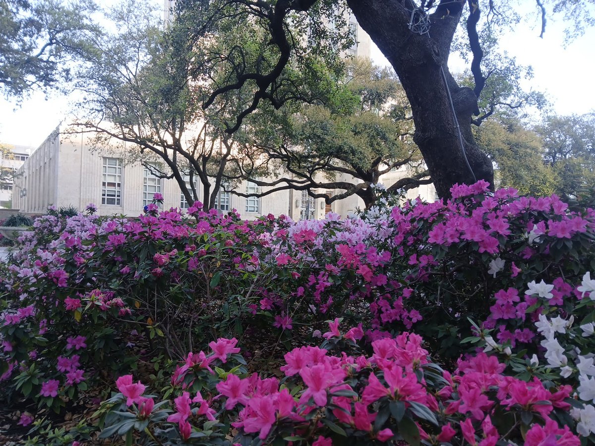 HPARD's tweet photo. Following up, if you need inspiration for Spring '25 pics, check out the blooming Azaleas @ Houston City Hall. Thx to Cole Willis & HPARD's Horticulture & Greenspace teams for keeping our parks beautiful. Share your spring pictures with us. #SpringInHouston #CityHallHouston https://t.co/EY22gr4IhO