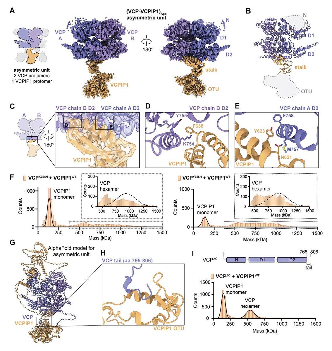 Journal of Cell Biology (@jcellbiol) on Twitter photo Structural insights into the coupling between VCP, an essential unfoldase, and a deubiquitinase. New study from Lauren Vostal, Tarun Kapoor <a href="/KapoorLab_RU/">Kapoor Lab</a> and colleagues <a href="/RockefellerUniv/">Rockefeller University</a>: hubs.la/Q03bVk850
#StructuralBiology #Biochemistry #ProteinHomeostasis #CryoEM Structural insights into the coupling between VCP, an essential unfoldase, and a deubiquitinase. New study from Lauren Vostal, Tarun Kapoor <a href="/KapoorLab_RU/">Kapoor Lab</a> and colleagues <a href="/RockefellerUniv/">Rockefeller University</a>: hubs.la/Q03bVk850
#StructuralBiology #Biochemistry #ProteinHomeostasis #CryoEM