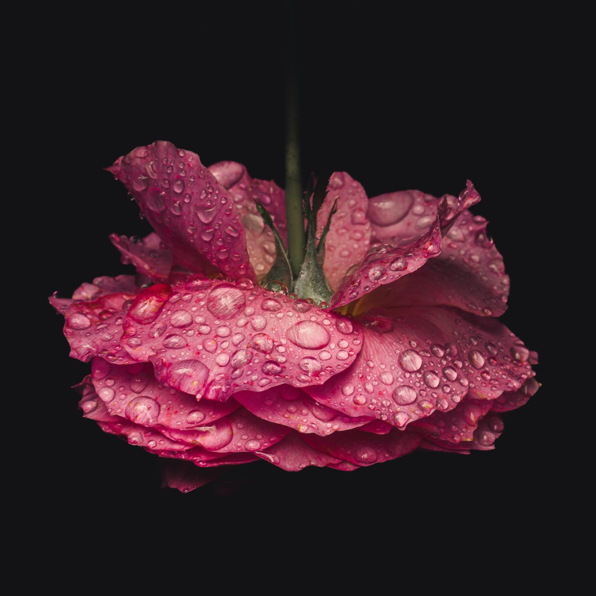 Floralphoto's tweet photo. Raindrops on Roses https://t.co/WTvrkjfqeu