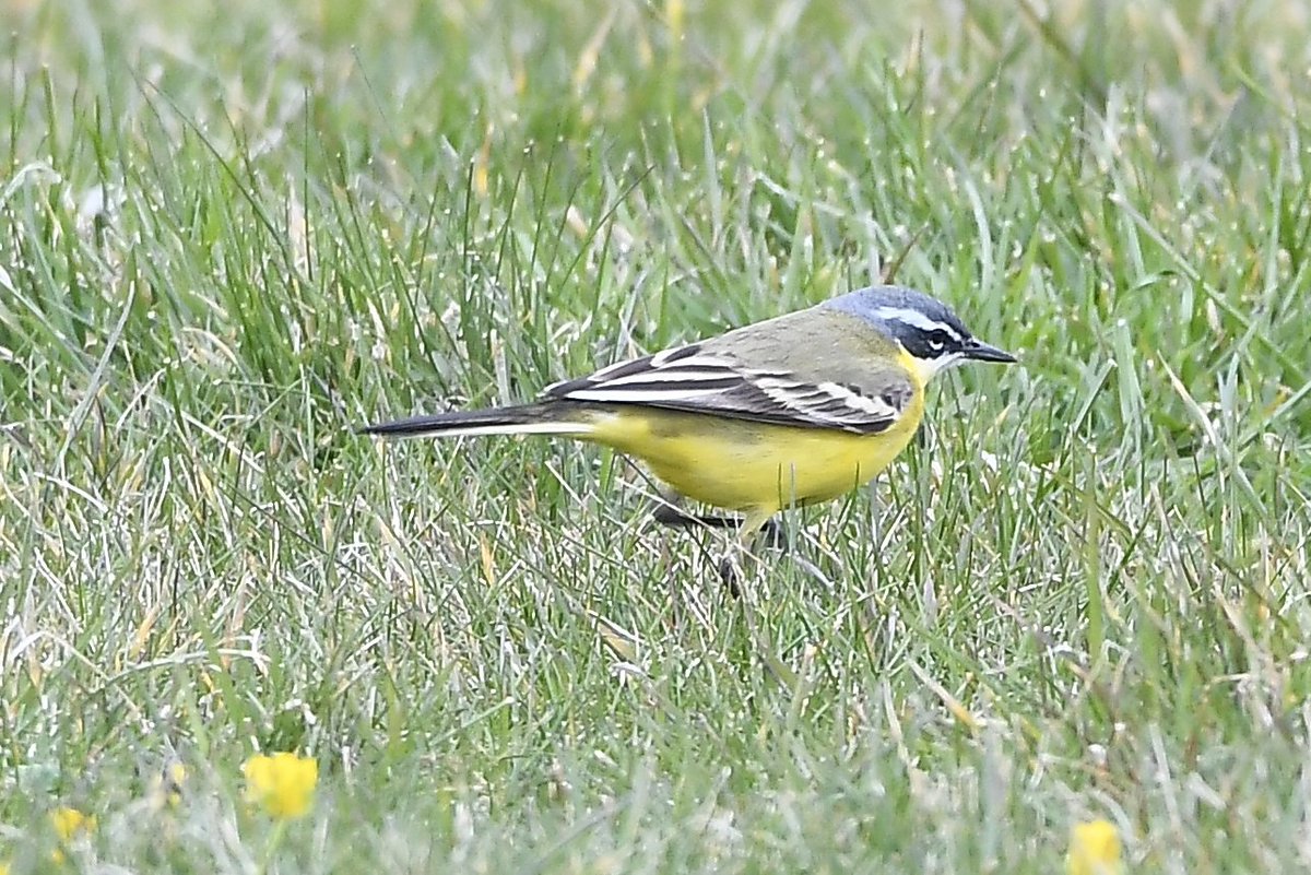 One of the 7 Blue -headed Wagtails seen at South Huish Marsh, in Devon. Today.