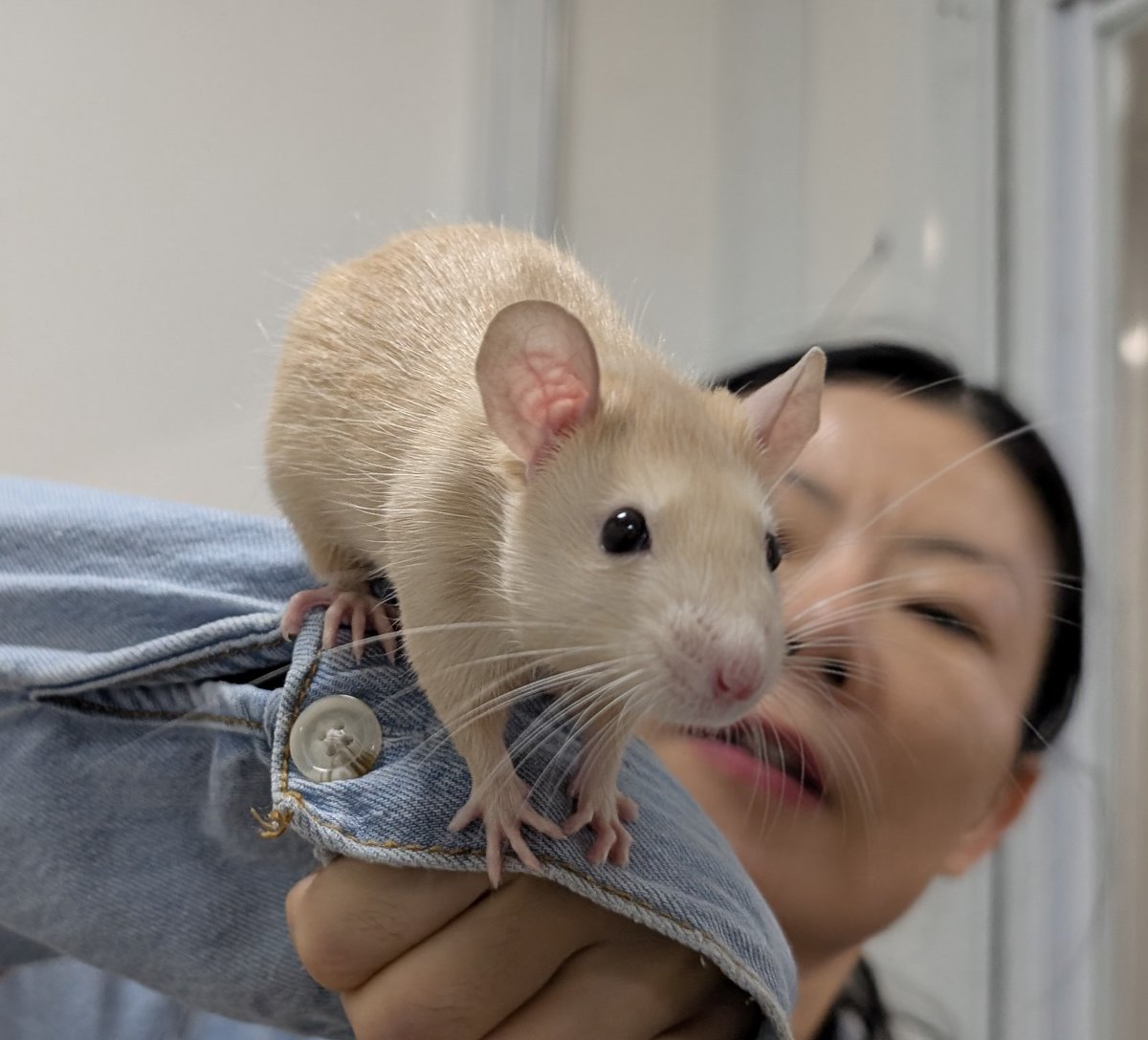 brian starr 🐀🥰 tweet media
