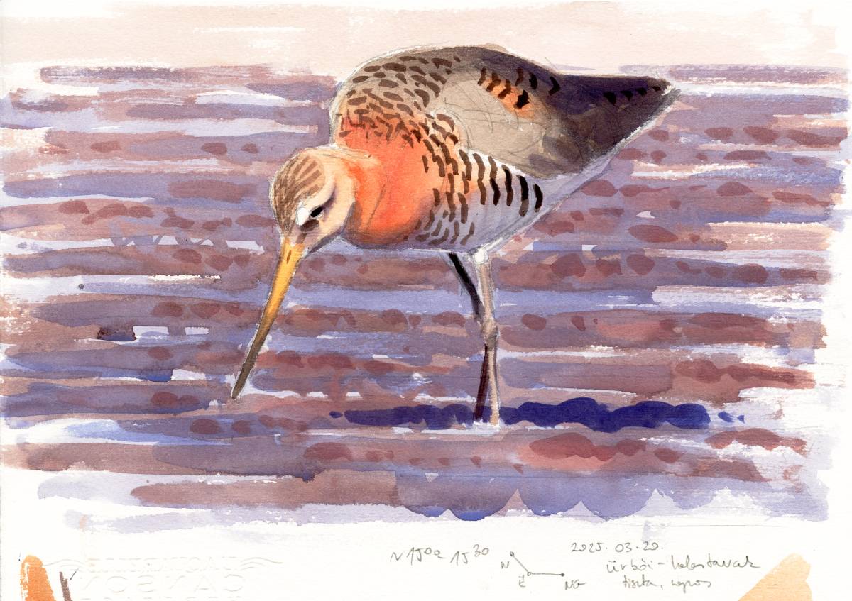 kokayart's tweet image. It was World Rewilding Day yesterday (globalrewilding.earth/world-rewildin…
), decided to spend it on an artifically managed part of the Kiskunság National Park (a fishpond and a flooded wetland). Black-tailed Godwit and Marsh Harrier sketches from a drained pond.