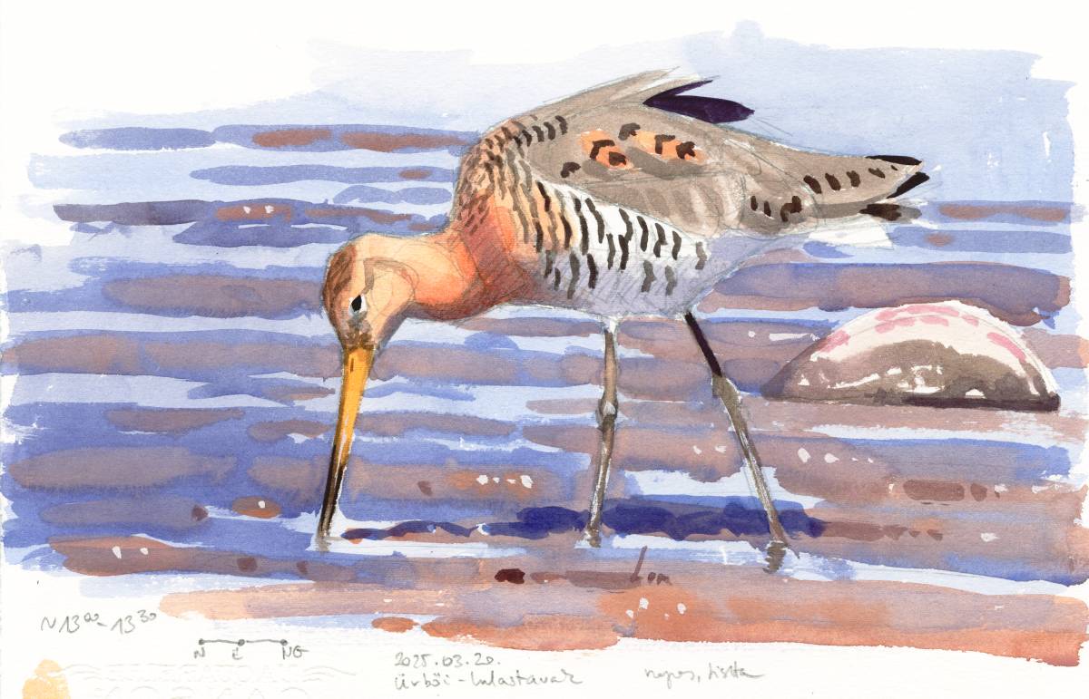 kokayart's tweet image. It was World Rewilding Day yesterday (globalrewilding.earth/world-rewildin…
), decided to spend it on an artifically managed part of the Kiskunság National Park (a fishpond and a flooded wetland). Black-tailed Godwit and Marsh Harrier sketches from a drained pond.