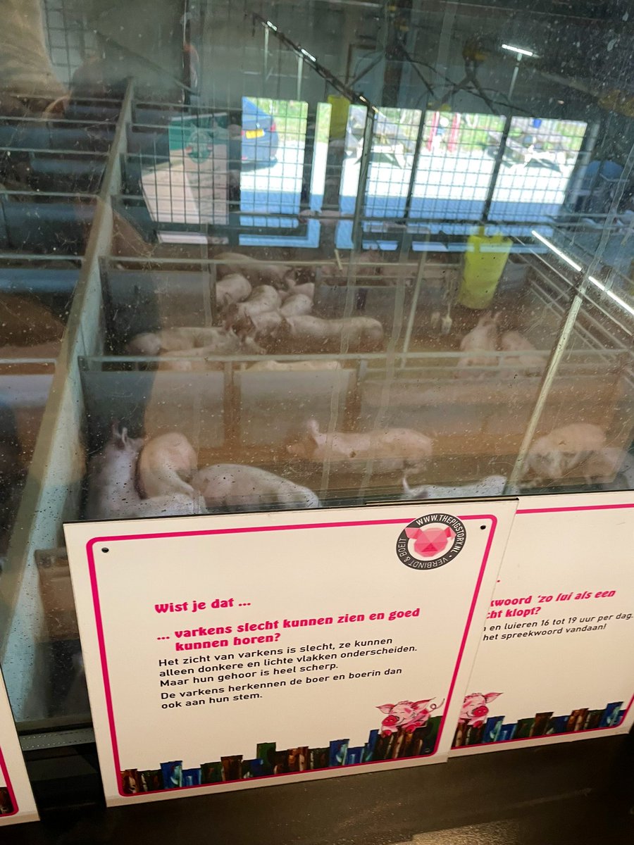 sandersmitwzn's tweet image. Zonnig werkbezoek met @POVarkenshouder aan Zichtstal Pleegste en schitterend familiebedrijf Rientjes. 

Goede gesprekken over de Europese 🇪🇺 kansen en uitdagingen voor onze innovatieve &amp;amp; duurzame 🇳🇱 varkenshouderij—een sector om trots op te zijn én te koesteren! 🐖 ♻️ 🌱