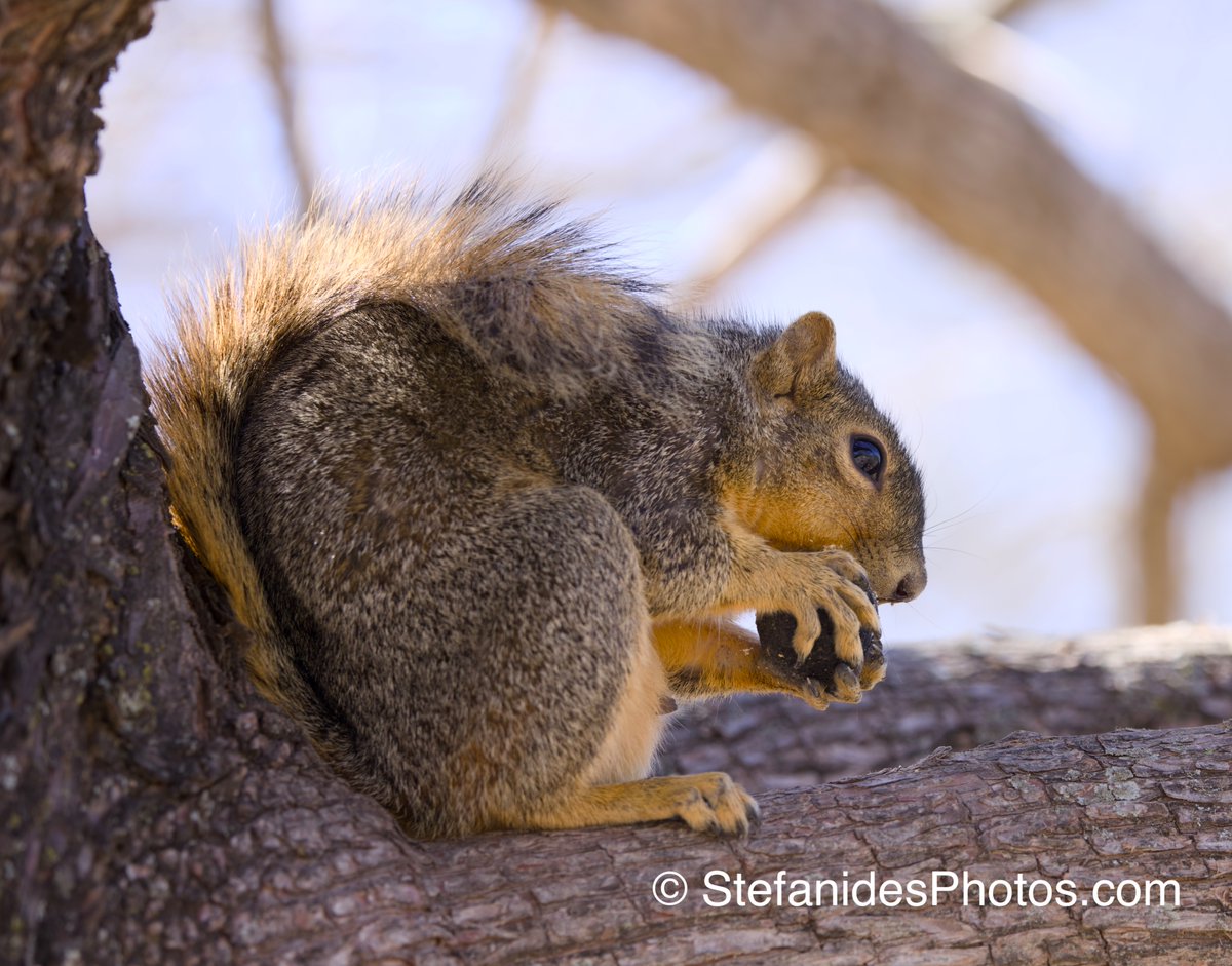 Jason Stefanides tweet media