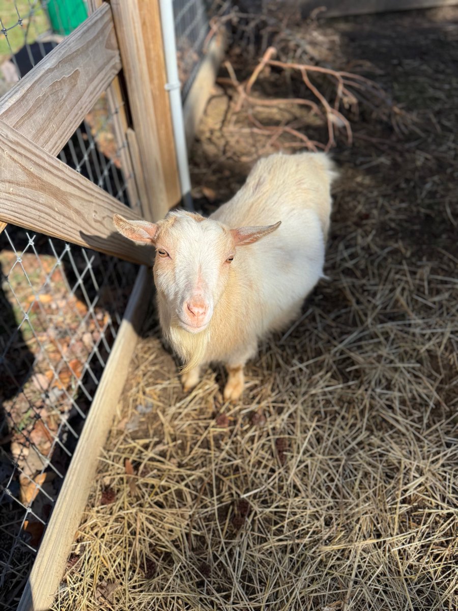 Maternity Shoot! We are a week and a half out from kidding. The birthing bag is by the door and the camera is going up as soon as we can find it 🤣
#homestead