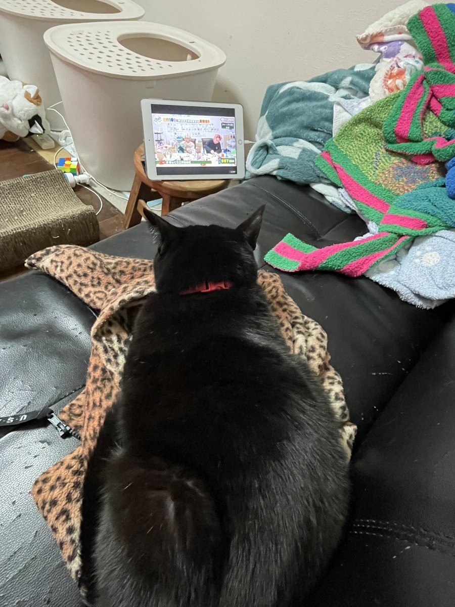 echan1118's tweet photo. 生配信垂れ流したままシャワー入ってたら
のりこさん🐈‍⬛が黙って見守ってた

#ゆっくり工作なのだ https://t.co/l9e0FTt5eY