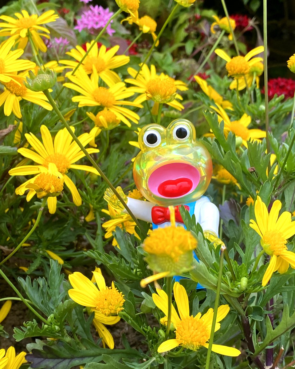 PointlessIsland's tweet photo. Pointless Island Singing Little Frog Clear version ~🐸

Brand new clear Red and Yellow, and Green version restock now available! 
Stand about 90mm

Available at @ToyUndergroundS 
https://t.co/zeW2k6yoGU

#frog #青蛙 #カエル #doll #animal #cute #awesometoy https://t.co/iOqBXcwoag
