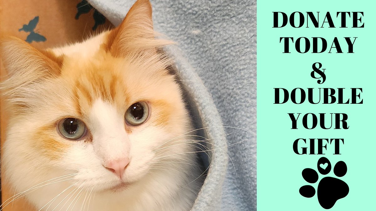 With your support, we can continue making a difference! Now - donations are doubled, helping twice as many. Be that difference! Donate today!

To be a part of our mission and make miracles happen – click on the link.
siouxlandhumanesociety.org/donation-form/