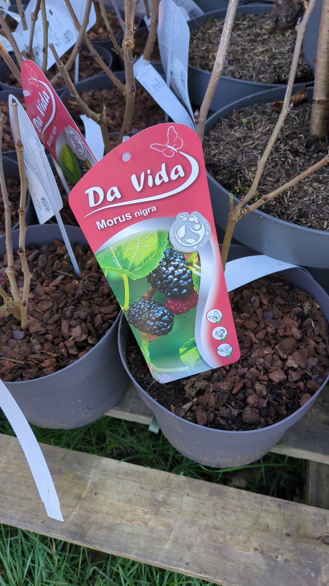 Grow Cardiff Tyfu Caerdydd (@growcardiff) on Twitter photo Very grateful to <a href="/CoedCaerdydd/">Coed Caerdydd (Forest Cardiff)</a> for the fruit trees, shrubs and berries for our <a href="/GrowWellCardiff/">Grow Well Cardiff</a> community gardens ๐ณ๐ณ๐ณ
We're adding height, flowers for pollinators, autumn colour/winter interest plus hopefully delicious fruit & berries to enjoy in a year or two! ๐ธ๐๐๐ Very grateful to <a href="/CoedCaerdydd/">Coed Caerdydd (Forest Cardiff)</a> for the fruit trees, shrubs and berries for our <a href="/GrowWellCardiff/">Grow Well Cardiff</a> community gardens ๐ณ๐ณ๐ณ
We're adding height, flowers for pollinators, autumn colour/winter interest plus hopefully delicious fruit & berries to enjoy in a year or two! ๐ธ๐๐๐