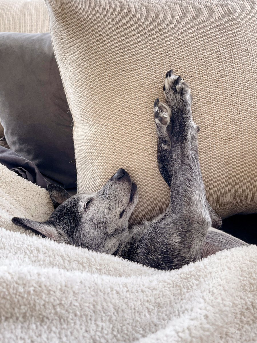 my sandwich stealing paws never sleep.