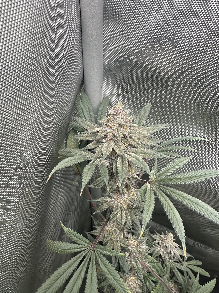 Miami menace 😍 huge frosty nugs <a href="/SolfireGardens/">Solfire Gardens</a>