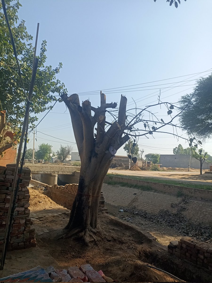 N_GodaraINC's tweet image. CM Sahab Haryana श्री मान गांव किरढान फतेहाबाद में मौजूदा सरपंच ने हमारे लगाऐ हुए दो पीपल के जड़ से उखडवा दिऐ है कंक्रीट का फर्श बनाने के नाम पर। उक्त सरपंच के खिलाफ कड़ी कार्रवाई करें।
@CMHaryana
@PCCFHARYANA
@DCfatehabad
@DFOfatehad