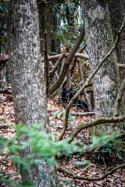 Chris & Heather Boothman (@abritsoutherner) on Twitter photo Chasing Wild Bears at Cades Cove in the Smokies. Such a cool experience!! Recommend to all while exploring this gorgeous area. bit.ly/44UszDL
<a href="/TNVacation/">Tennessee Vacation</a>
<a href="/GreatSmokyNPS/">GreatSmokyNPS</a>
<a href="/AbouttheSmokies/">Smoky Mountains</a>
<a href="/CadesCove/">Cades Cove TN GSMNP</a>
<a href="/TravelGburg/">Visit Gatlinburg</a> Chasing Wild Bears at Cades Cove in the Smokies. Such a cool experience!! Recommend to all while exploring this gorgeous area. bit.ly/44UszDL
<a href="/TNVacation/">Tennessee Vacation</a>
<a href="/GreatSmokyNPS/">GreatSmokyNPS</a>
<a href="/AbouttheSmokies/">Smoky Mountains</a>
<a href="/CadesCove/">Cades Cove TN GSMNP</a>
<a href="/TravelGburg/">Visit Gatlinburg</a>