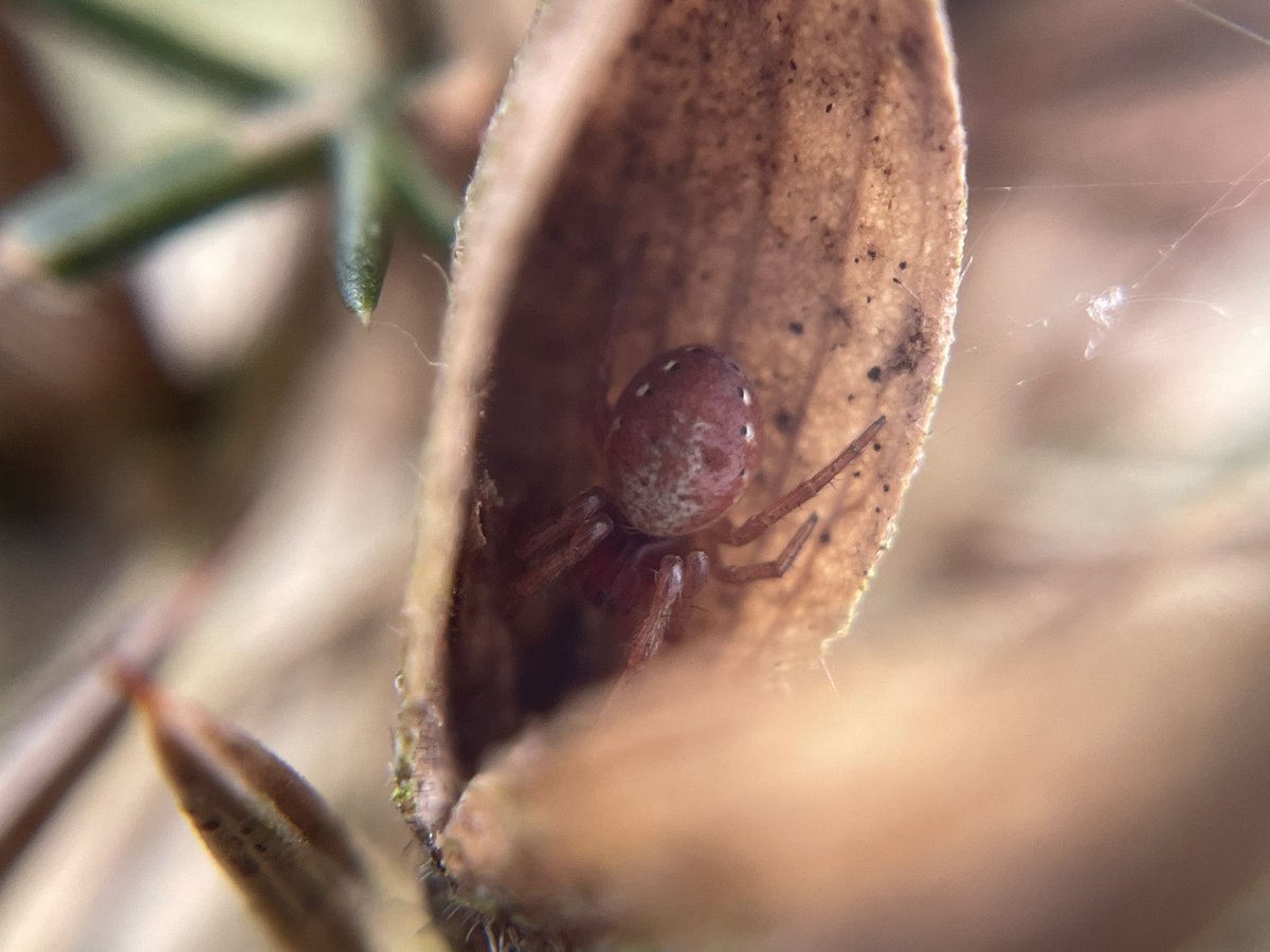 Tom Hibbert tweet media