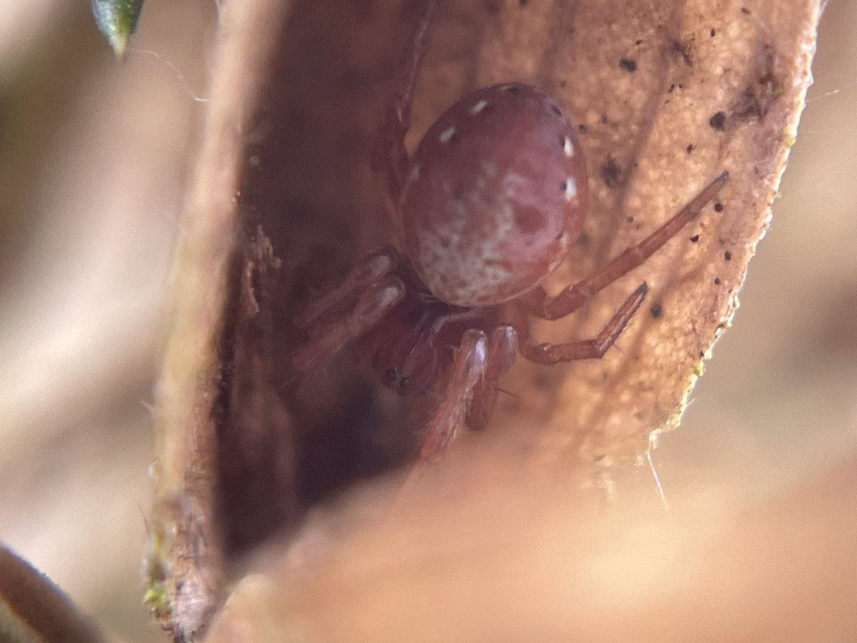 Tom Hibbert tweet media