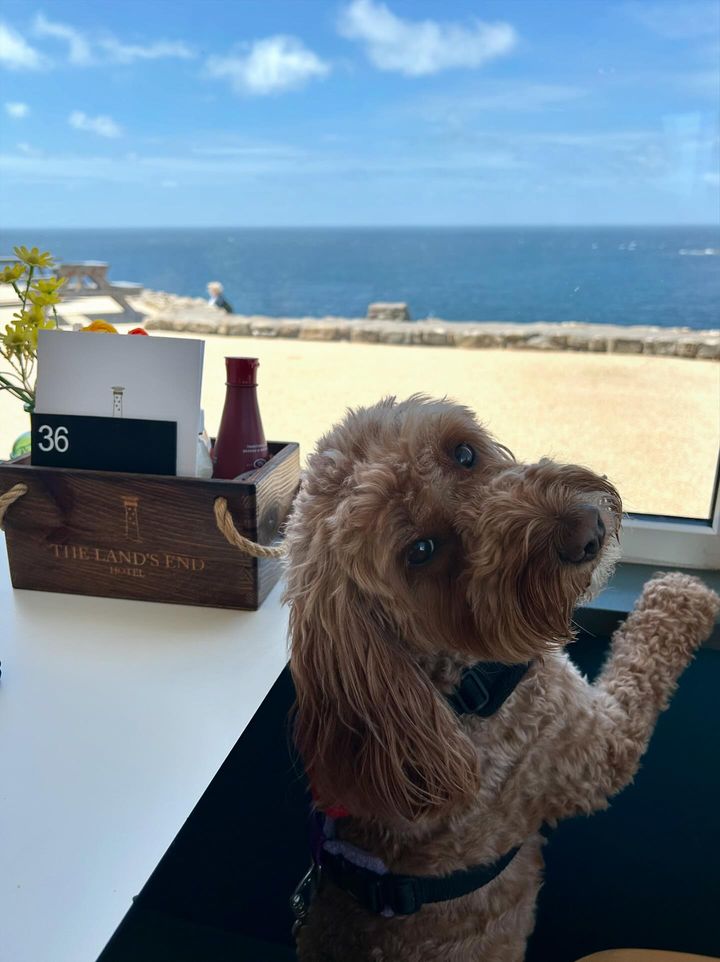 LandsEndHotel's tweet image. Why should humans have all the fun? Your pup deserves a Cornish adventure too! 🐶✨ Check out @lady_the_springerdoodle enjoying last summer! Share your furry adventures! 📸👇 #DogFriendlyHotel #CornishCoast #PawsAndViews #LandsEndHotel #CoastalGetaway