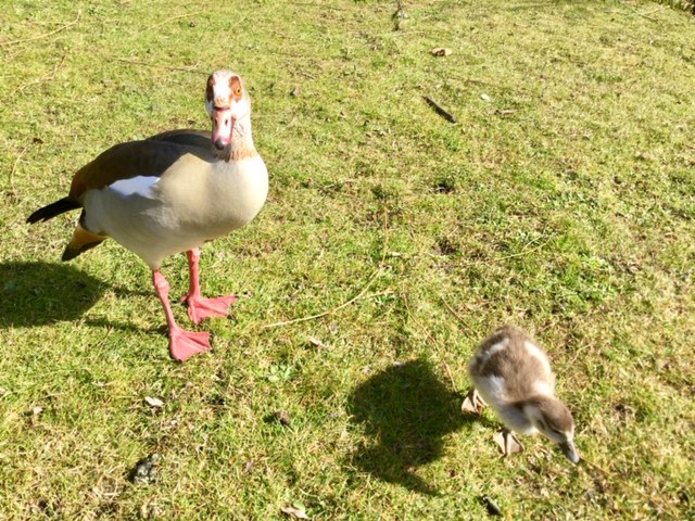 Sparkle & Lilibet from da Yurpean Onion🇪🇺🇩🇪 tweet media