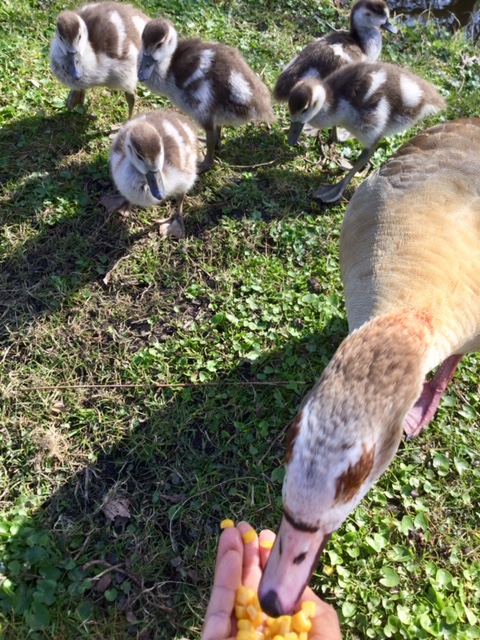 Sparkle & Lilibet from da Yurpean Onion🇪🇺🇩🇪 tweet media