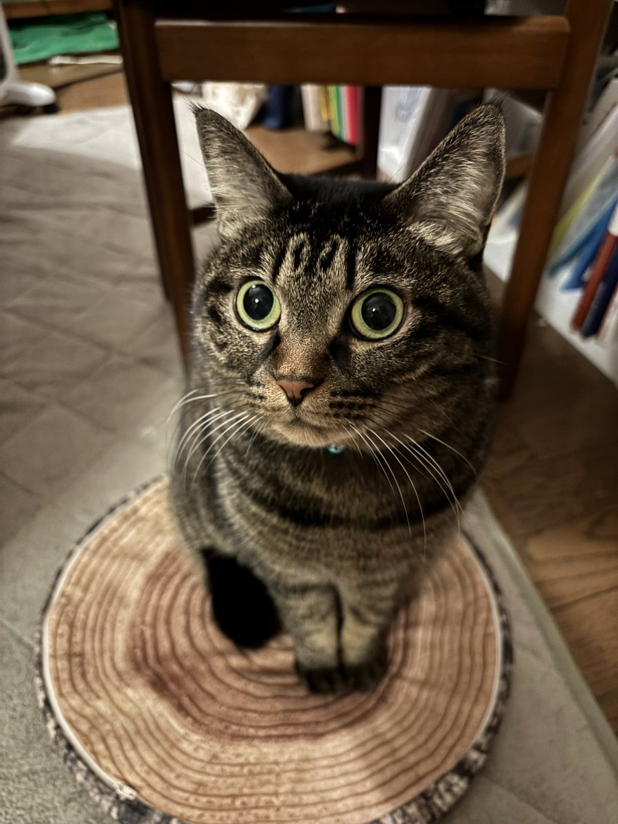 tomtom36565's tweet photo. ママにキラキラビーム🤩✨
お目目きらりん猫のグレンジャーちゃん😸

#cat
#猫
#ねこ
#ネコ
#グレンジャー
 #life with my cat
#猫との日常
#healing time
#癒しの時間
#猫好きさんと繋がりたい https://t.co/whvzuWPG11